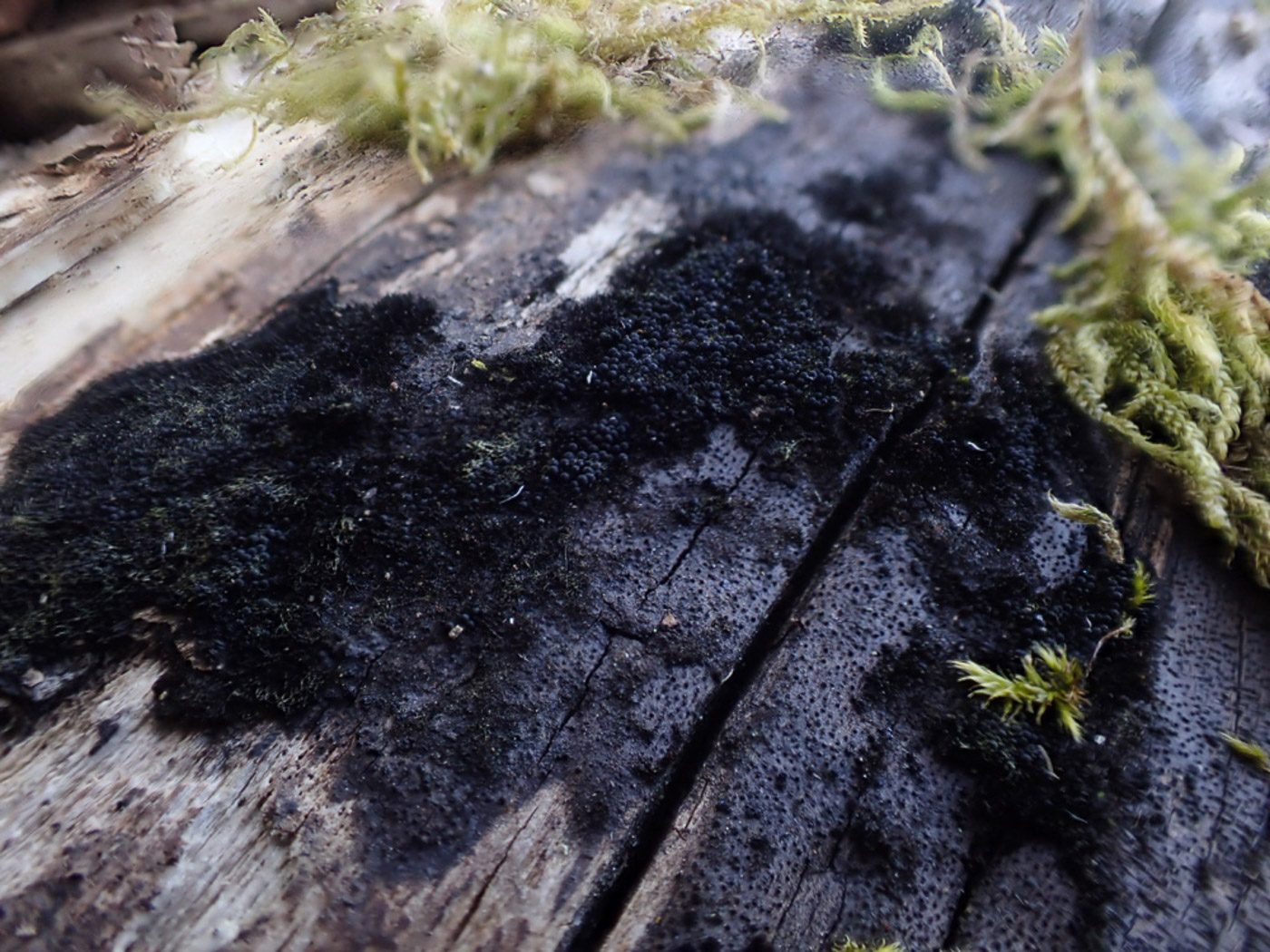 Photo © Sarah Ebdon Chaetosphaerella phaeostroma by Sarah Ebdon